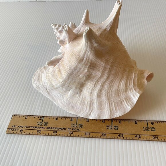Queen Conch Sea Shell Large Natural Pink Seashell 9" No Harvest Hole Vintage - Picture 5 of 12